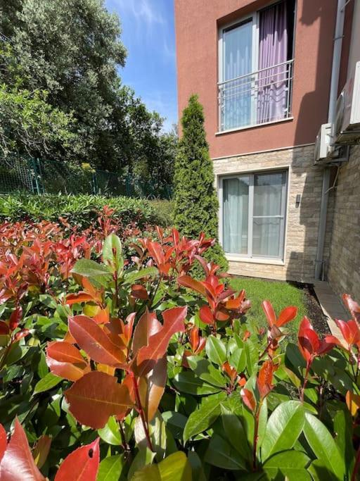 Acacia Hill Apartments Herceg Novi Eksteriør billede
